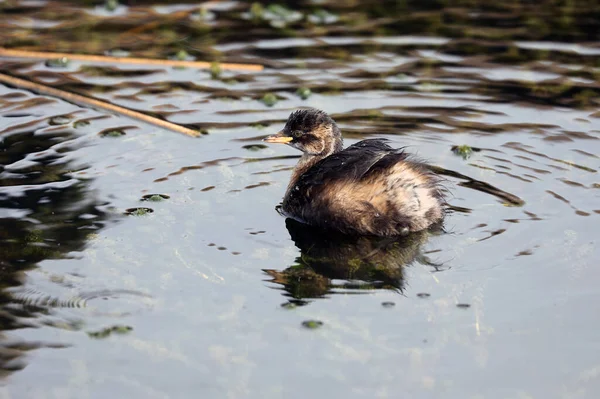 Κοντινή Λήψη Μικρών Υδρόβιων Πτηνών Που Κολυμπούν Στη Λίμνη — Φωτογραφία Αρχείου