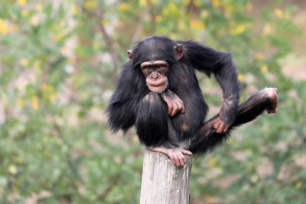 Közeli Felvétel Csimpánz Pan Troglodytes Élőhelyen — Stock Fotó