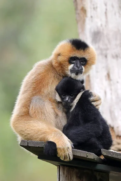 Zbliżenie Wizerunek Północnej Białopoliczkowej Gibbon Nomascus Leucogenys Małpa Matka Dzieckiem — Zdjęcie stockowe