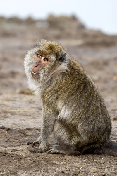 Primer Plano Macaco Come Cangrejos Macaca Fascicularis Hábitat — Foto de Stock