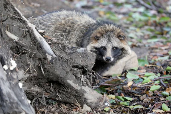 Rakun Umum Nyctereutes Procyonoides Hutan — Stok Foto