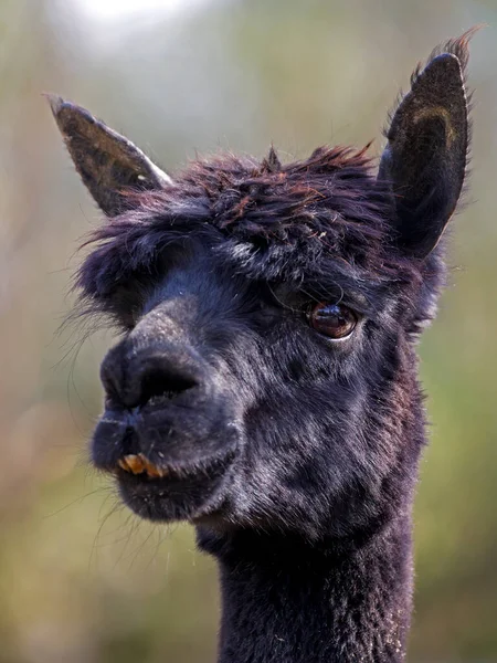 Closeup Portrait Alpaca Lama Pacos — Stockfoto
