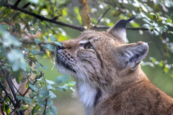 Nahaufnahme Porträt Des Eurasischen Luchses Lynx Lynx Freier Natur — Stockfoto
