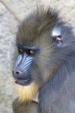 close up portrait of a mandrill monkey (Mandrillus Sphinx) at habitat