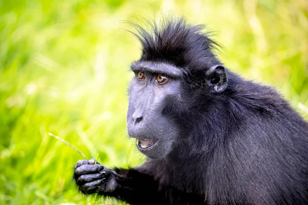 Close Foto Van Een Kuifmakaak Macaca Nigra — Stockfoto