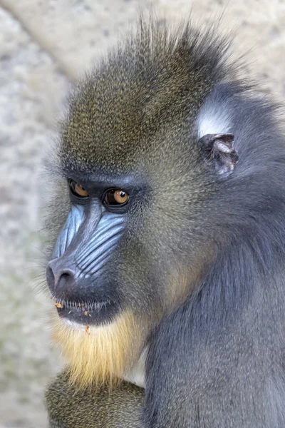 Close Portrait Mandrill Monkey Mandrillus Sphinx Habitat — Stockfoto