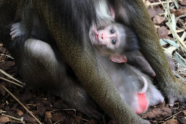 Крупним Планом Портрет Мавпи Пендрильйони Середовищі Проживання — стокове фото
