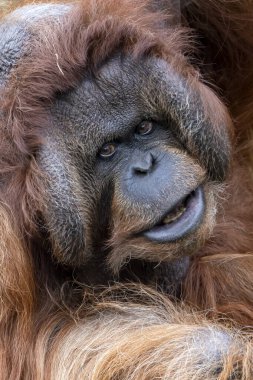 Vahşi doğada Bornean Orangutan portresi