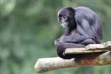 Kolombiyalı bir örümcek maymunu yakından çek (Ateles fusciceps rufiventris)