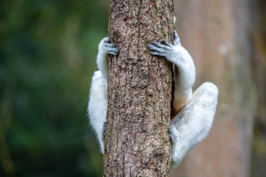 Ağaçta taçlandırılmış Sifaka (Propithecus coronatus)