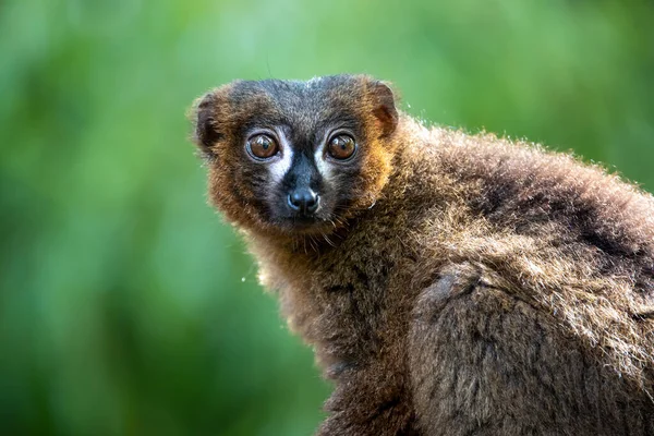 Closeup Portrait Red Bellied Lemur Eulemur Rubriventer Wild Nature — Zdjęcie stockowe