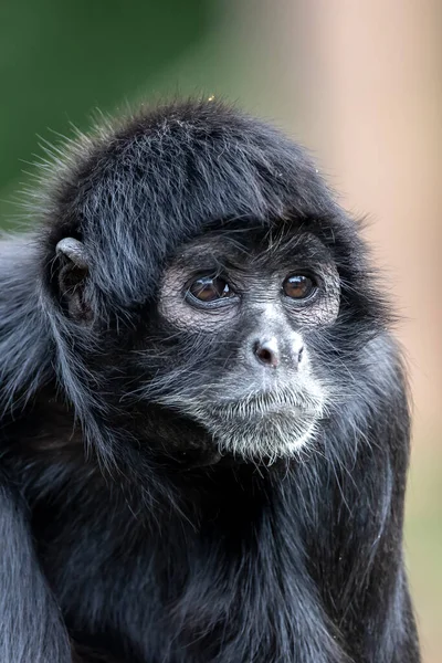 Close Shot Van Een Colombiaanse Spin Aap Ateles Fusciceps Rufiventris — Stockfoto