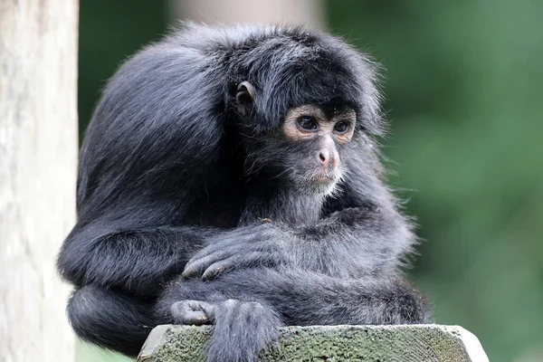 Gros Plan Singe Araignée Colombien Ateles Fusciceps Rufiventris — Photo