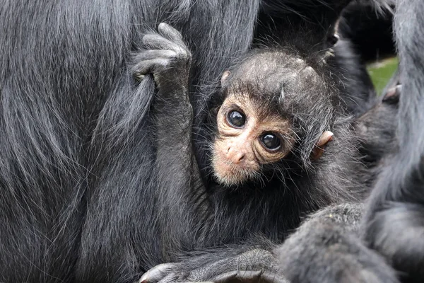 コロンビアのクモのサルのクローズアップ Ateles Fussemeps Rufiventris — ストック写真