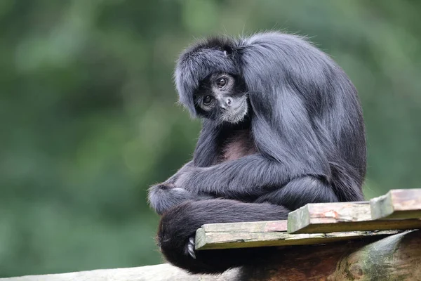 Närbild Colombiansk Spindelapa Ateles Fusciceps Rufiventris — Stockfoto