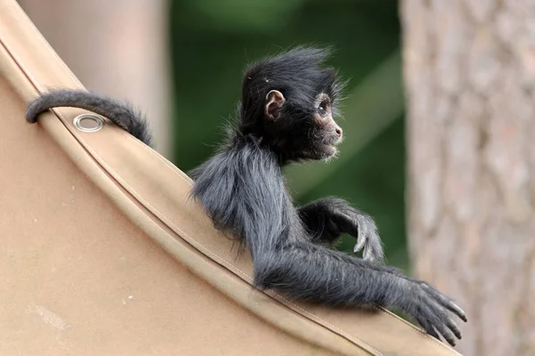 Close Shot Van Een Colombiaanse Spin Aap Ateles Fusciceps Rufiventris — Stockfoto