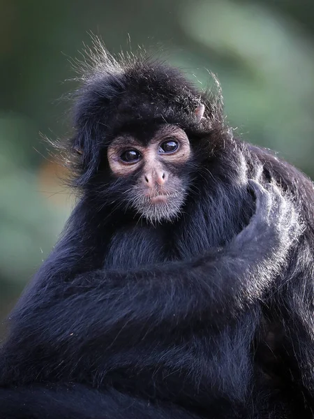 Close Shot Colombian Spider Monkey Ateles Fusciceps Rufiventris — Stockfoto