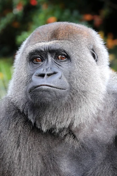 Gorilla Pianura Occidentale Femminile Nella Foresta Verde — Foto Stock