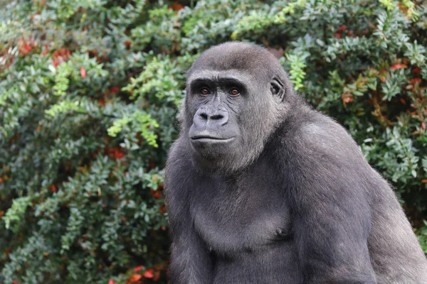 Western Lowland Gorilla Green Forest — Stockfoto