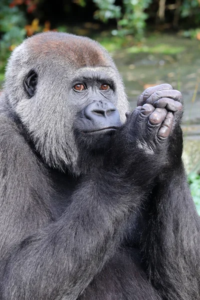 Kobieta Zachodnia Nizina Gorilla Zielonym Lesie — Zdjęcie stockowe