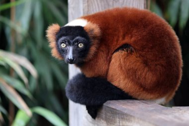 Kırmızı yakutlu lemur (Varecia rubra) kütükte oturuyor