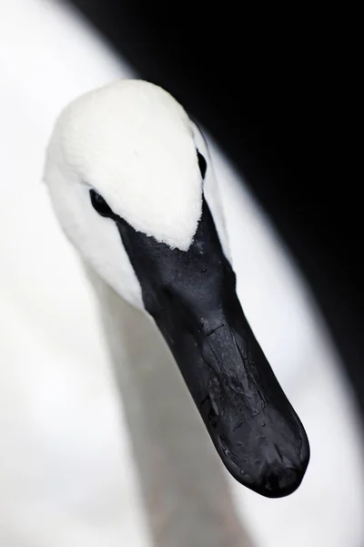 Closeup Trumpeter Swan Cygnus Buccinator Portrait — Stock Photo, Image