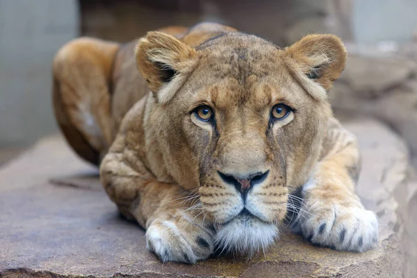 Close Shot Lioness Panthera Leo Head — Stock Photo, Image