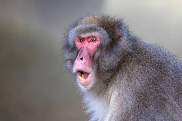 Gros Plan Macaque Japonais Macaca Fuscata Dans Nature — Photo