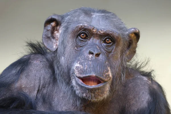 Gros Plan Portrait Chimpanzé Pan Troglodytes — Photo