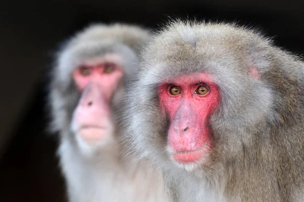 Gros Plan Macaque Japonais Macaca Fuscata Dans Nature — Photo