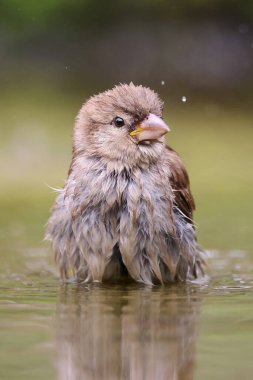 Suyun içinde serçeye (Passer domesticus) yakın çekim