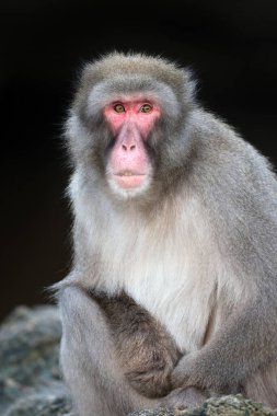 Vahşi doğada Japon makakasına (Macaca fuscata) yakın çekim 