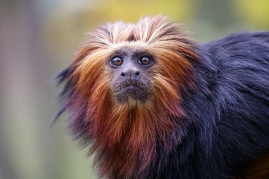 Doğal ortamdaki altın başlı aslan tamarinine (Leontopithecus chrysomelas) yakın plan
