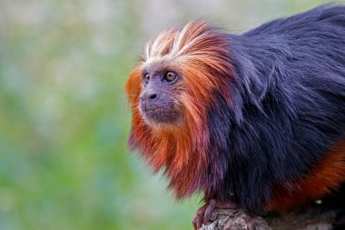 Doğal ortamdaki altın başlı aslan tamarinine (Leontopithecus chrysomelas) yakın plan
