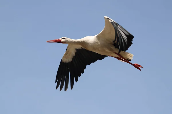 Cigüeña Ciconia Ciconia Ave Volando Cielo Azul — Foto de Stock