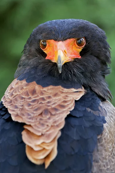 Closeup Bateleur Terathopius Ecaudatus Bird Wild — Stock Photo, Image