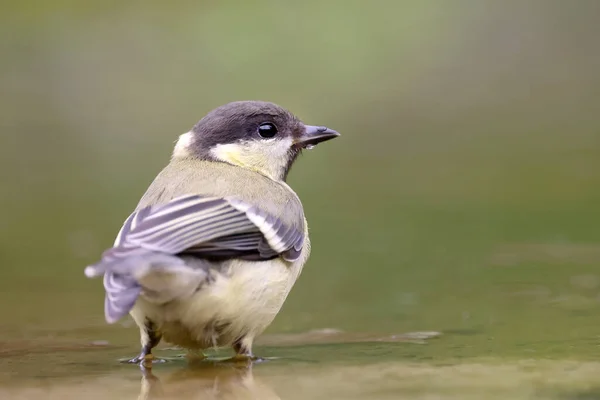 Closeup Great Tit Parus Major Water — Stockfoto