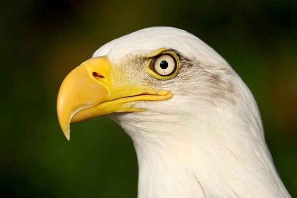 Närbild Flintörn Haliaeetus Leucocephalus Porträtt — Stockfoto