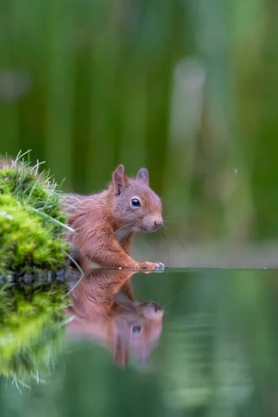 Aranyos Eurázsiai Vörös Mókus Sciurus Vulgaris Erdőben — Stock Fotó