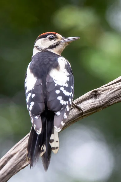 Closeup Woodpecker Sitting Tree Branch — Stock Photo, Image