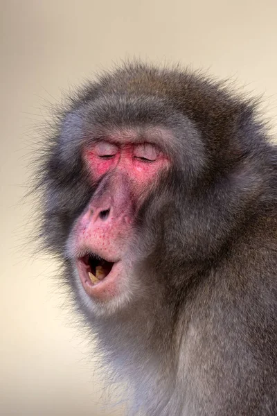 Nahaufnahme Von Japanischen Makaken Macaca Fuscata Freier Wildbahn — Stockfoto
