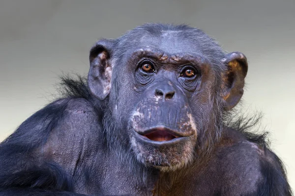Primo Piano Del Ritratto Dello Scimpanzé Pan Troglodytes — Foto Stock
