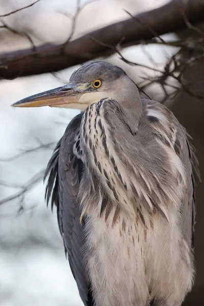 Close Portret Van Een Grijze Reiger Ardea Cinerea Habitat — Stockfoto