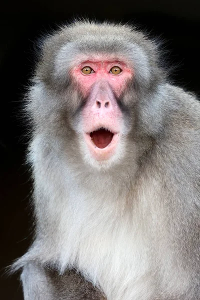 Nahaufnahme Von Japanischen Makaken Macaca Fuscata Freier Wildbahn — Stockfoto