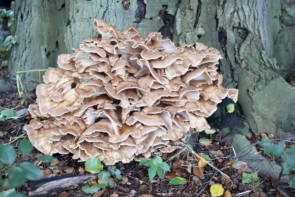 Closeup Fungus Mushrooms Growing Forest — Stock Photo, Image
