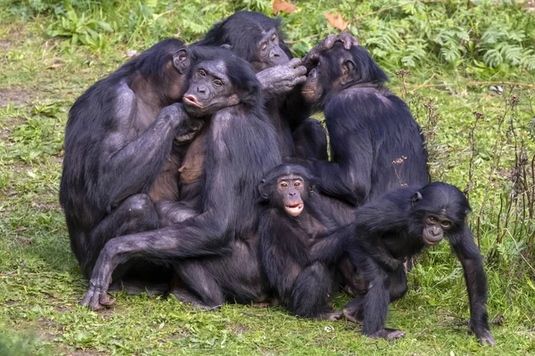 Close Shot Chimpanzee Pan Troglodytes Group — Stock Photo, Image