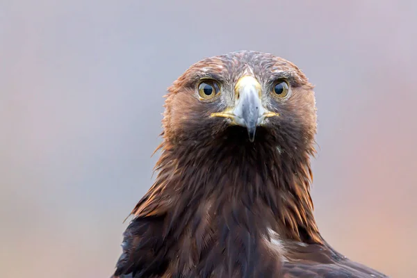 Портрет Орла Крупным Планом Aquila Chrysaetos — стоковое фото