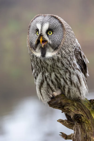 Closeup Great Gray Owl Strix Nebulosa Wild — Stock Photo, Image