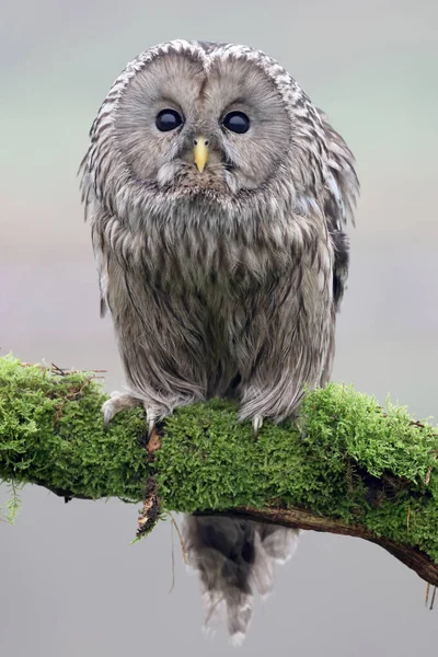 Closeup Ural Owl Strix Uralensis Wild — Stock Photo, Image