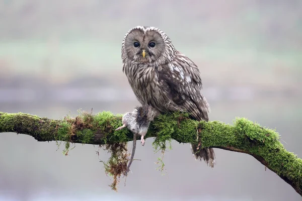 Closeup Ural Owl Strix Uralensis Wild — Stock Photo, Image